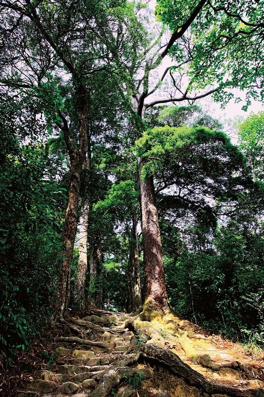 Đường Tùng với những cây tùng cổ thụ, được trồng từ hơn 700 năm trước. 